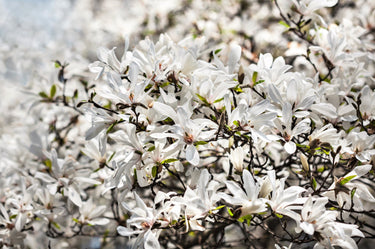 10 KOBUS MAGNOLIA TREE aka Japanese Magnolia or Kobushi - White Pink 4
